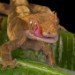 Gecko 2